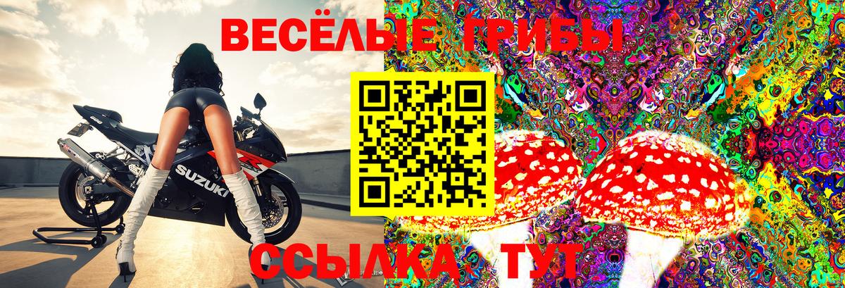 Урус-Мартан  Псилоцибиновые грибы Psilocybe  Вход с VPN 